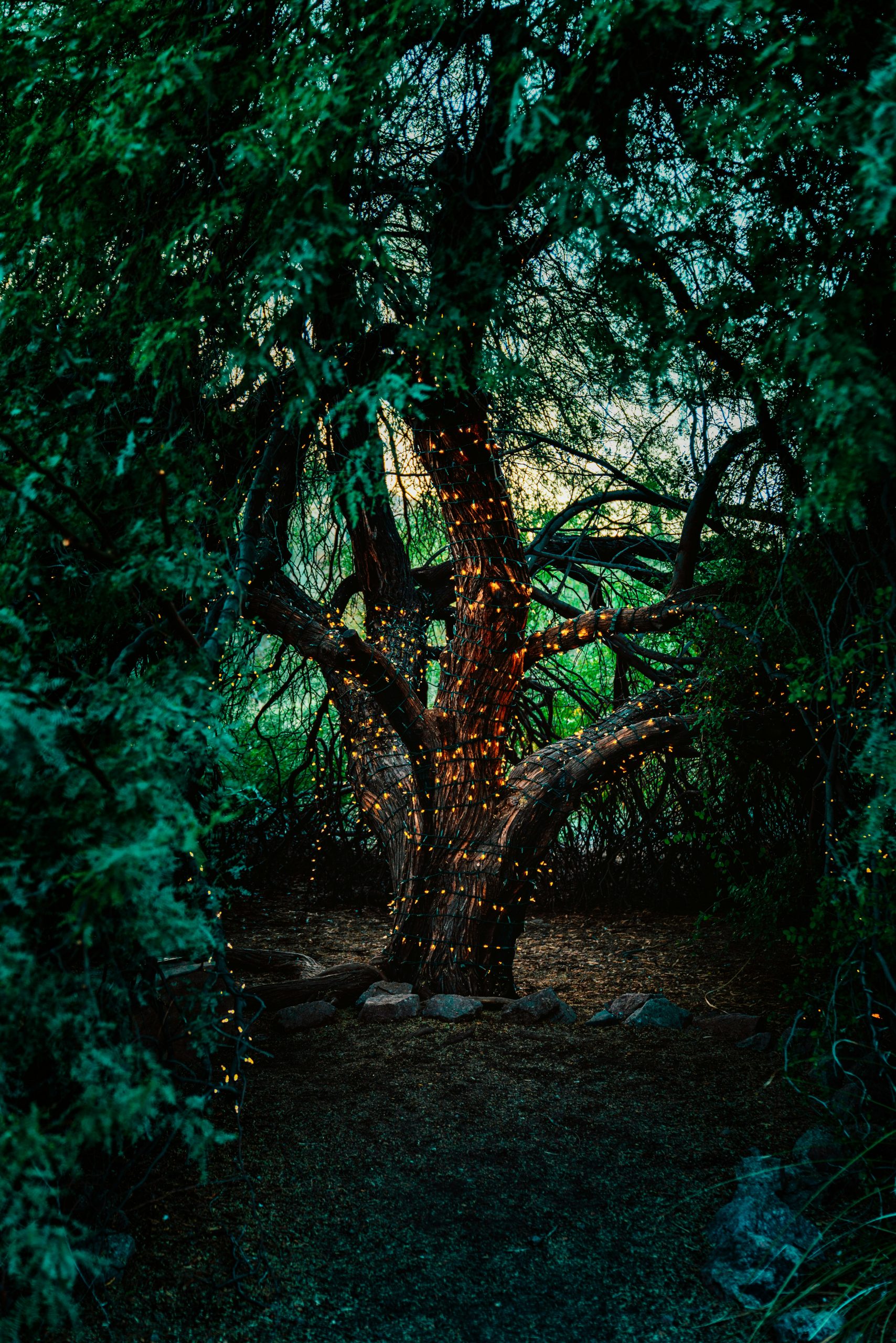 The Enchanted Forest – Digital Programme